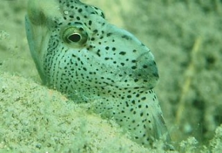 Poissons incroyables 